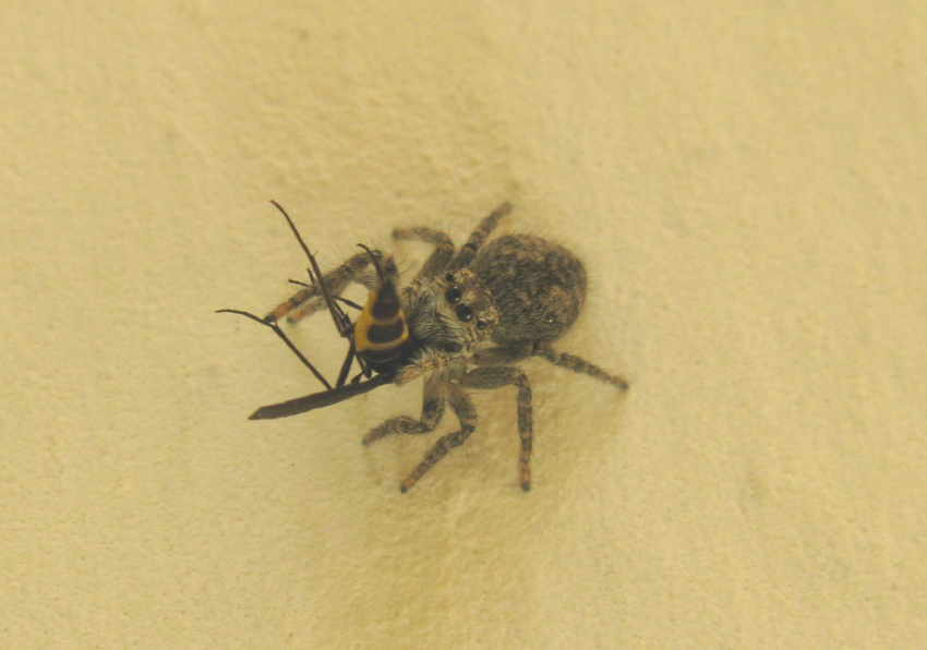 Philaeus chrysops